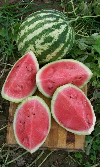 arbuz_bolshoy_kush_10_sht_uralskiy_dachnik