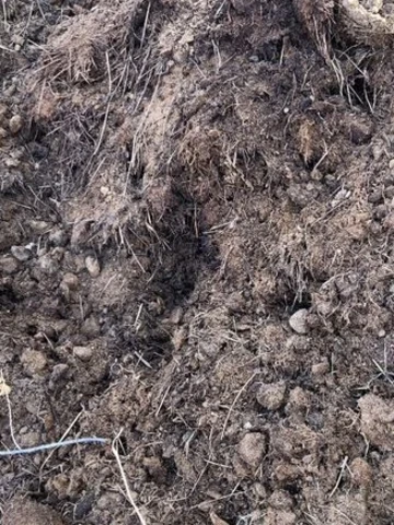 Конский навоз, перегной. Доставка автомобилем ГАЗ 53