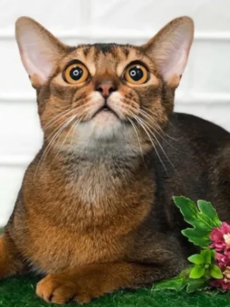 Фото для Стрижка шерсти кошек