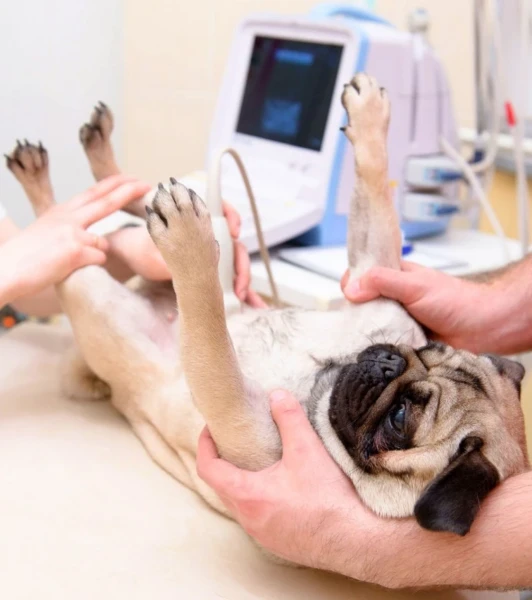 УЗИ органов грудной клетки (сердце и плевральные синусы) у живоных