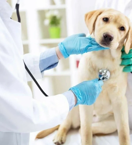 Прием врача онколога для животных