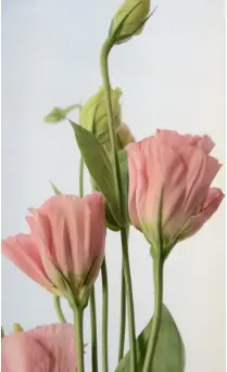 Прекрасные цветки Эустомы (Лизиантус, Ирландская роза), напоминающие нежные шелковые розы, долго стоят в букетах.