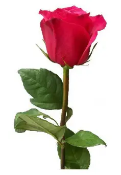 Розовые розы особенно привлекательны, ведь их нежные лепестки никого не оставят равнодушным.