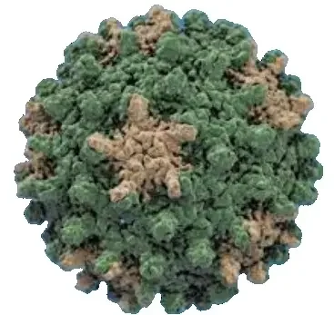 Фото для Определение ДНК вируса гепатита С (Hepatitis С virus) в крови методом ПЦР, качественное исследование