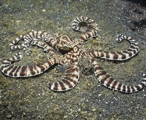 Осьминог зебра (Octopus zebra)