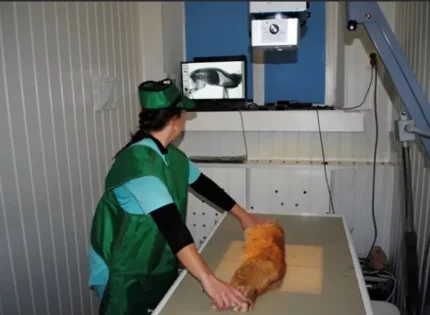 Рентгенография животных до 6 кг (1 проекция)
