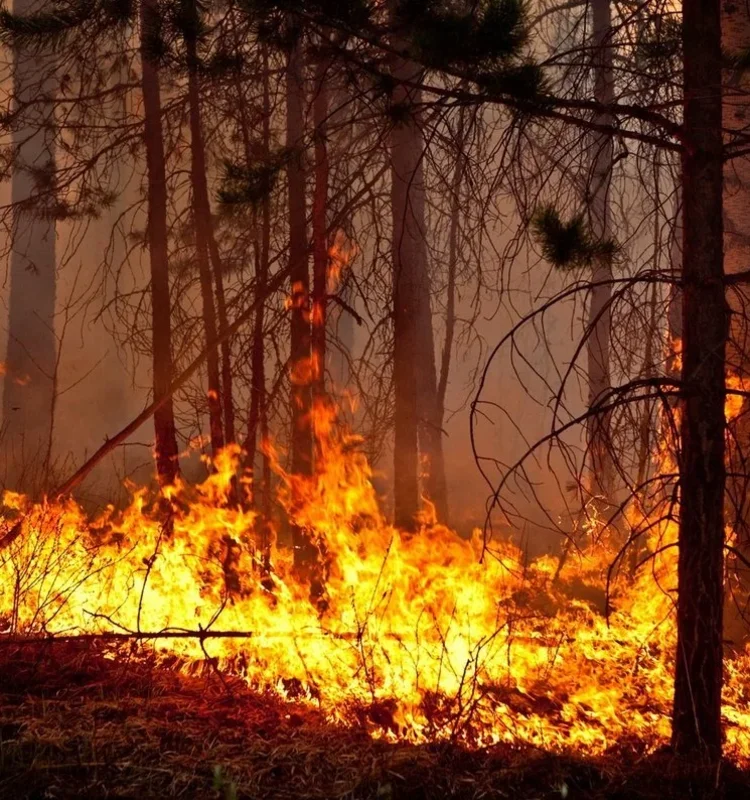 Обучение по специальности Руководитель тушения лесных пожаров