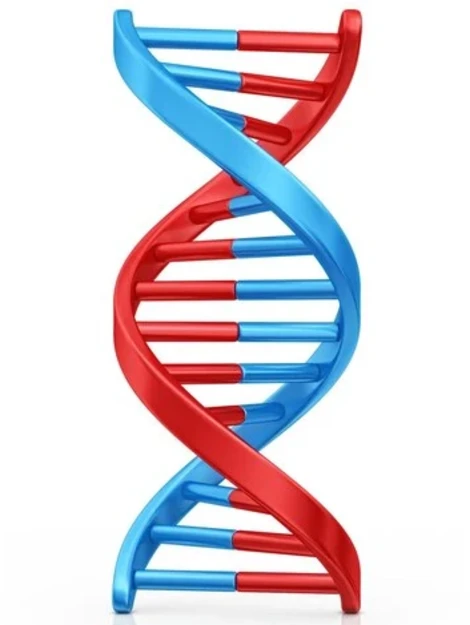 Анализ ДНК на отцовство/материнство, 25 маркеров, 2 участника родитель и ребенок