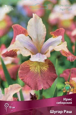 Фото для Ирис сибирский Шугар Раш/К