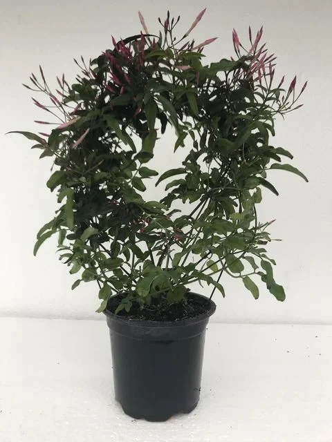 Жасмин многоцветковый розовый (Jasminum polyanthum red bow) 12/40