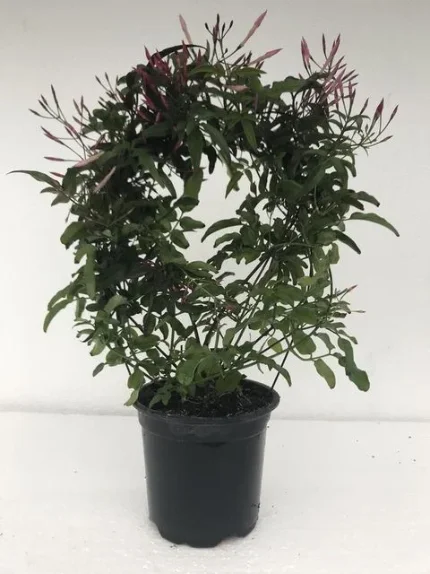 Фото для Жасмин многоцветковый розовый (Jasminum polyanthum red bow) 12/40