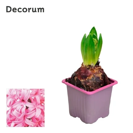 Фото для Гиацинт Пинк Перл (Hyacinthus Pink Pearl) 1pp (decorum) 7/12